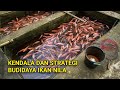 MASALAH BUDIDAYA IKAN NILA WAJIB TAHU AGAR TERHINDAR DARI KEGAGALAN BUDIDAYA IKAN NILA