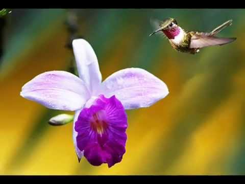 Jardim de Belas Flores - Hinário dos anjos