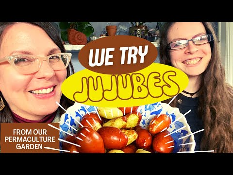 Taste-Testing Jujubes (Ziziphus jujuba) from Our Garden