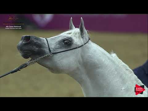 N.177 MOUNTASER LAFFAN - 2019 Qatar Nat. Peninsula show - Stallions 4 to 6 Years Old (Class 10) .mp4