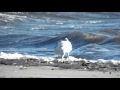 Herring Gull Feeding On A Clam
