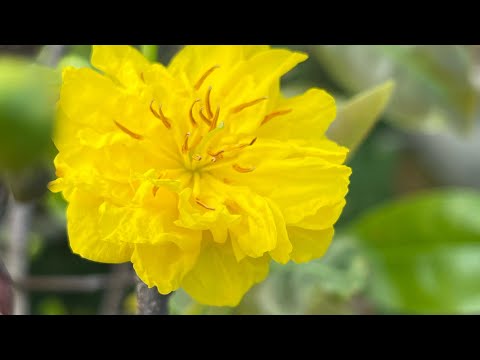 Gl cặp cúc rin dáng lùm bông đẹp giá 1,4tr 2 cây(0986126536 út)