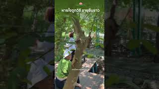 การหายใจอย่างมีสติไม่เพียงแต่ลดความเครียด  ยังมีประสิทธิภาพในการฟื้นฟูร่างกายและจิตใจอีกด้วย