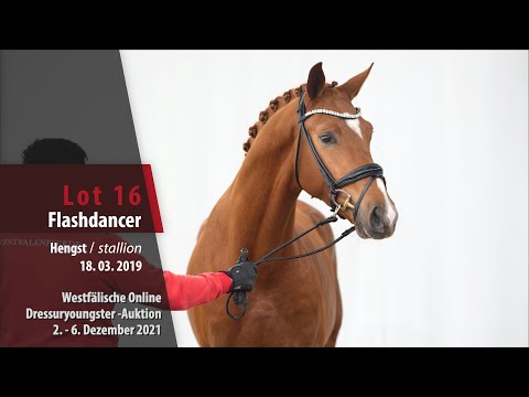 Online Dressuryoungster-Auktion Lot 16 Flashdancer Hengst v. Fürst Samarant - Rockford