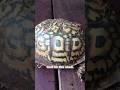 GOD Was Printed On A Turtle Jesus Turtle Viral Reels God