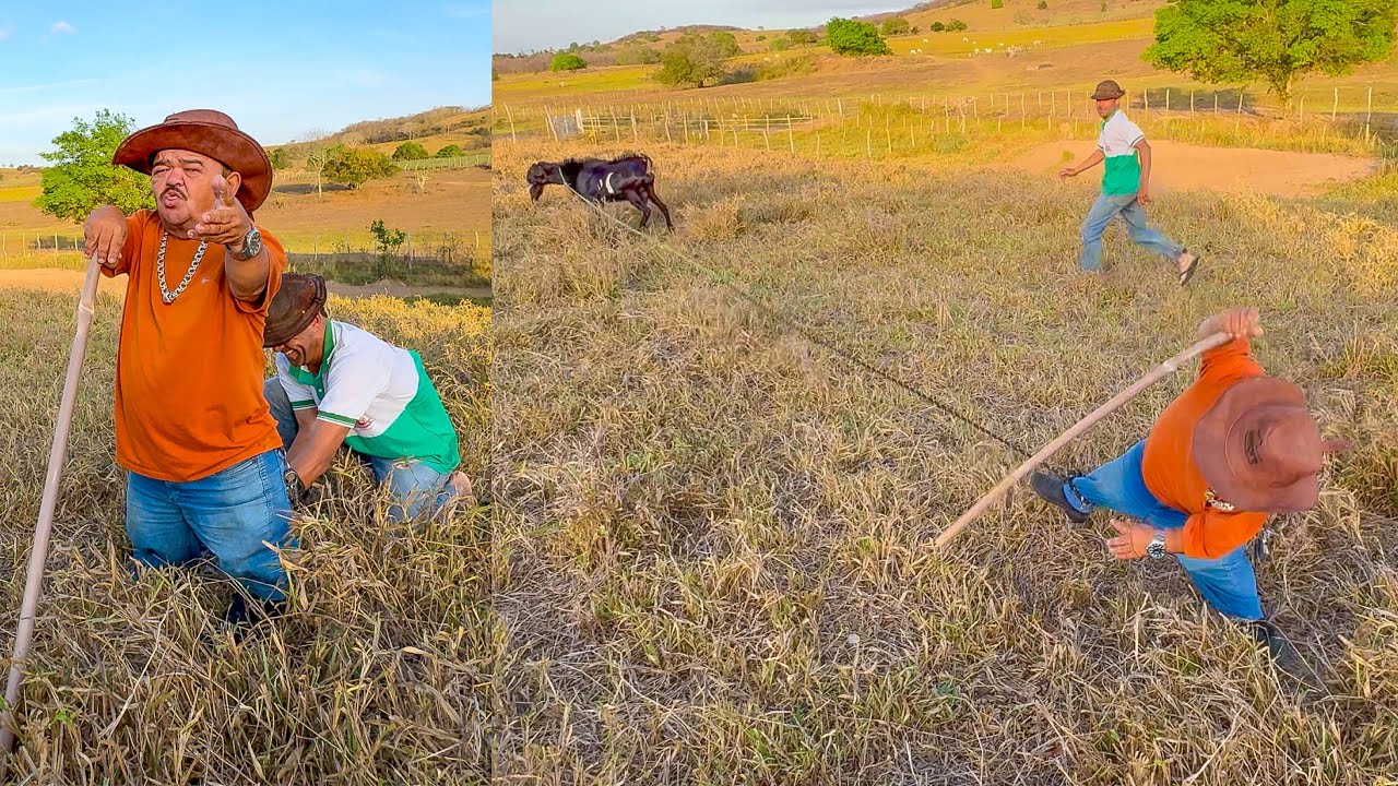 VAQUEIRO LASCOU PILILIU AMARRANDO BODE NA PERNA DELE 🤣 | PILILIU DA RESENHA