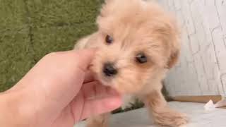 ハーフ犬の動画01