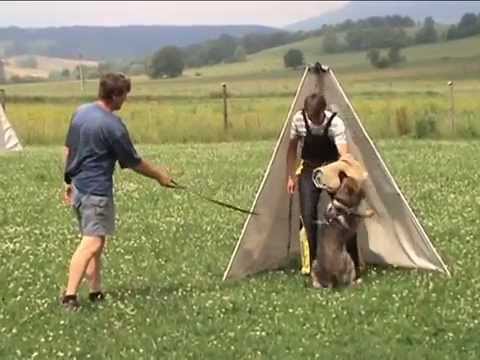 Honay z údolí Úpy - poslušnost a stopa - věk16 měsíců