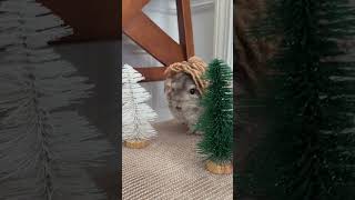 It’s that time of year 🍂 🩸 #chinchilla #twilight #twilightedit #fyp