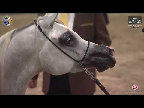 N 69 ECHO ANASTAZJA   40th All Nations Cup    Aachen 2024   Mares 4 6 Y