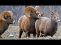 Bighorn Sheep Rut Canada S Angry Ram Mating Dance