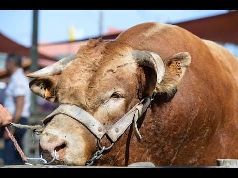 FACECO - Feira das Atividades Culturais e Económicas do Concelho de Odemira - 3.º Dia 