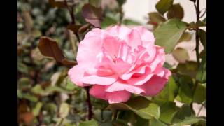 I won&#39;t be leaving you-Agnetha Faltskog HD