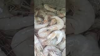 Download lagu https://youtu.be/TdahwQskzx4?si=lOkR9wGWf7SuREbW mp3