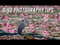 Bird Photography Tips & Etiquette
