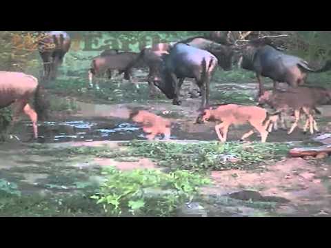 Wildebeest Calves at Pete's Pond January 20, 2014