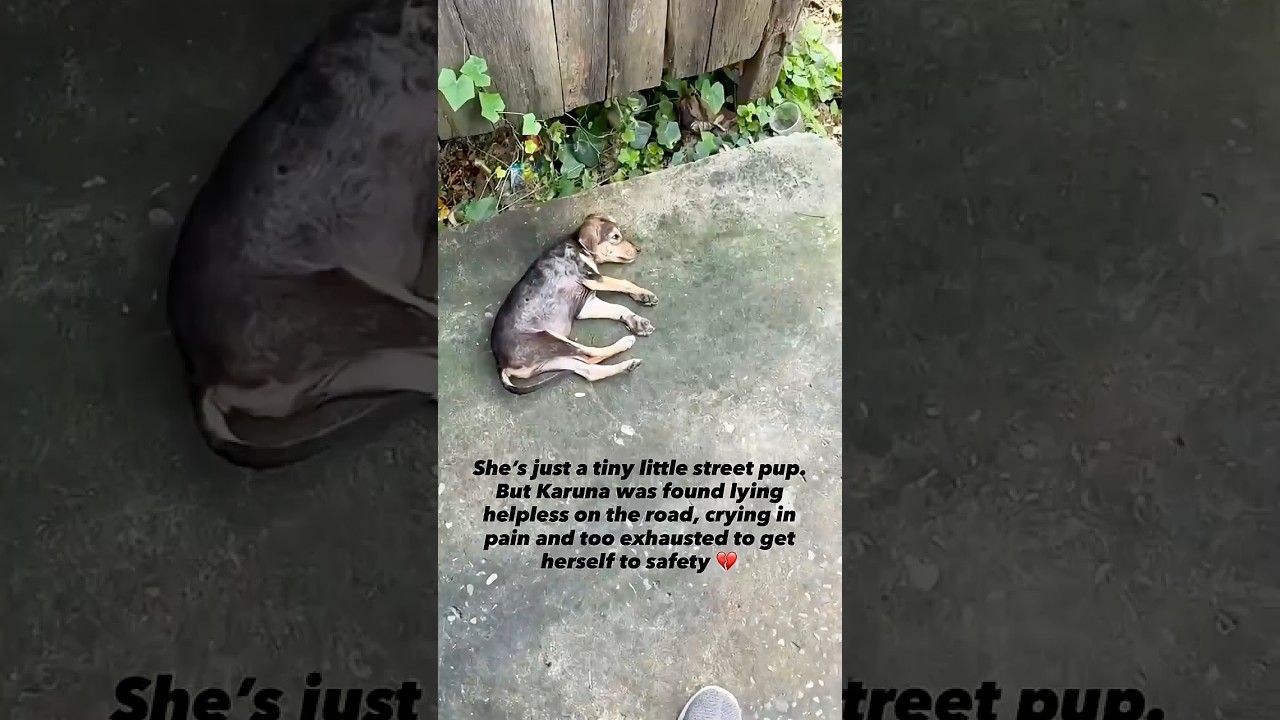 Karuna video