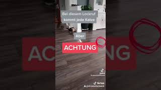 Bei diesem Katzenlockruf kommt jede Katze. Versuche es!