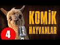 Pisi TV Komik Hayvanlar 4 Bu Hayvanlar Konuşuyor