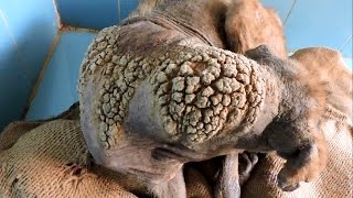 Transformation of dog with skin like barnacles