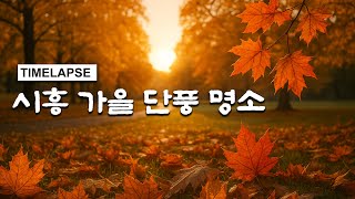 [TIMELAPSE] 시흥 가을 단풍 명소