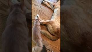 #cat #cute #catvideo #cutecat #funnyvideo #funny #pets