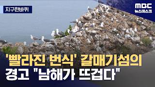 [지구한바퀴] 빨라진 산란·늘어난 아열대 나무‥남해의 선명해진 기후변화 (2026.05.05/뉴스데스크/MBC)