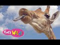Giraffe Tongue | That's Wild