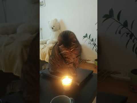 свеча и кот