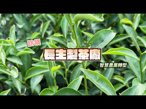 智慧農業 - 訪視長生製茶廠