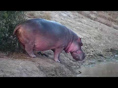 Djuma: Hippo out of the water - 17:12 - 05/17/21