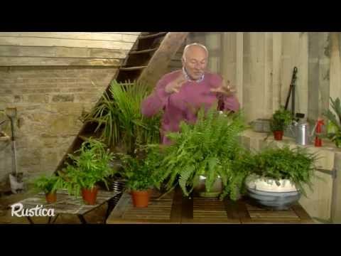 comment soigner ses plantes d'intérieur