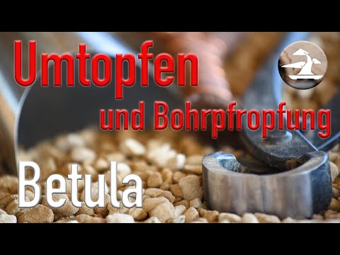 Die Birke wird umgetopft und in diesem Zuge mache ich bei Ihr auch eine Bohrpfropfung derÄste!