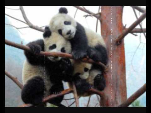 Killerpanda - Na periferii (pouze audio)