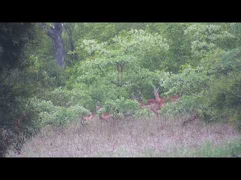 Djuma: Impala bachelor herd and Wildebeest bull back in the bushes - 07:25 - 11/10/2023
