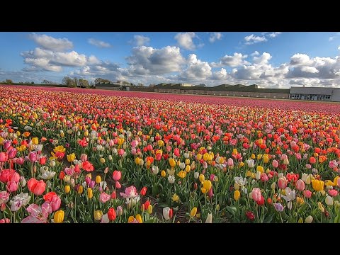 Walking around 500,000 tulips at the Tulip Barn in Hillegom, South Holland. #tulipbarn