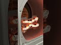🔥 Inside the Dryer: How the Heating Element Works and Fails @ApplianceTechInsider