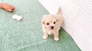 ハーフ犬の動画01