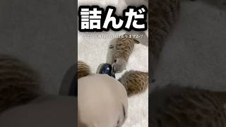 厚底スニーカーに群がる動物 #ミーアキャット #vlog #shorts
