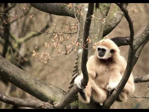 75. White-Handed Gibbons – Calls & Forest Birds | 白手長臂猿：呼喚與林鳥 (2H)