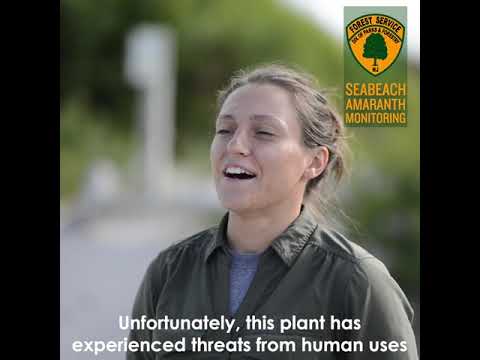 #iheartNJforests   Seabeach Amaranth