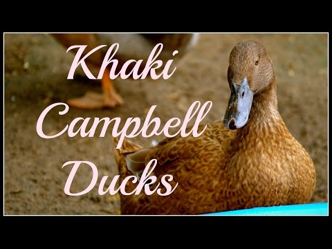 download lagu mp3 mp4 Khaki Campbell, download lagu Khaki Campbell gratis, unduh video klip Khaki Campbell