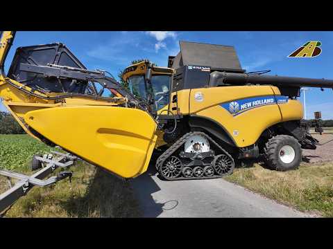 Rapsernte - Mähdrescher New Holland CR & Traktoren vom landwirtschaftlichen Mischbetrieb König GbR