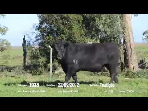 14º Remate Só Angus - Tradição. Tat.: 1938