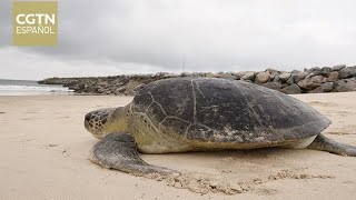 El desove de las tortugas marinas en la playa La Flor se convierte en un atractivo turístico