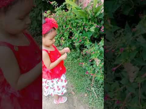 Ful tulche mahera 🥰❤️😍 #mahera #flower