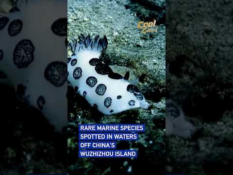 Rare marine species spotted in waters off China's Wuzhizhou Island