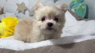 ハーフ犬の動画01