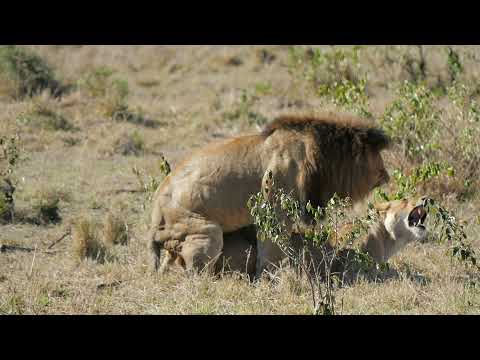 Lion and lioness mating successfully