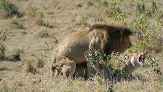 Lion and lioness mating successfully